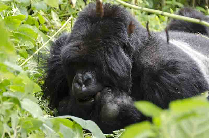 16 - Gorila - selva de Virunga - parque nacional de los volcanes - Ruanda